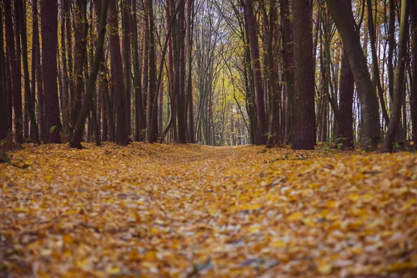 Bosque Caducifolio Otoño Camino Bosque Otoño Hojas Amarillas Cayendo Los — Foto de Stock