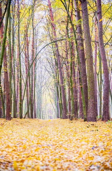 秋の落葉樹林 秋の森の中の道路 木から黄色の葉が落ちる — ストック写真