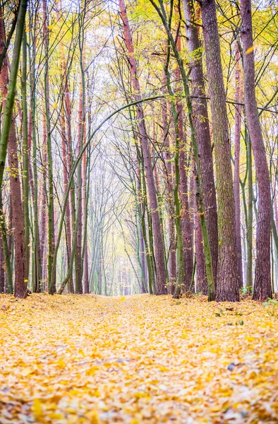 Forêt Caduque Automne Route Dans Forêt Automne Feuilles Jaunes Tombantes — Photo