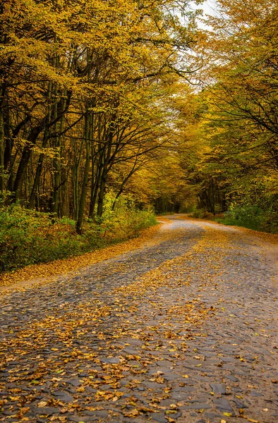 Herfst Loofbos Weg Het Herfstbos Vallende Gele Bladeren Van Bomen — Stockfoto