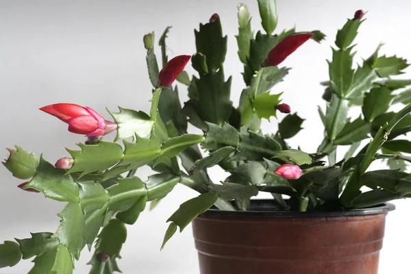 Kırmızı çiçek açan Noel kaktüsü, Zygocactus Schlumbergera. Seçici odaklanma. Metin için boşluk