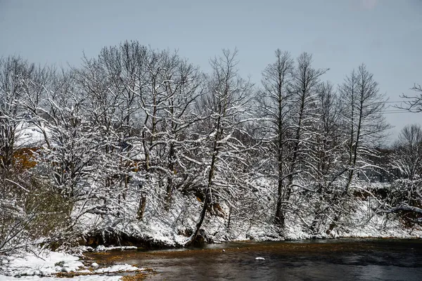 Matin Hiver Dans Forêt Arbres Dans Neige Matin Ensoleillé Ciel — Photo