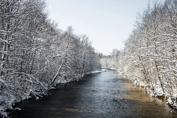 Zimowy Poranek Lesie Drzewa Śniegu Słoneczny Poranek Błękitne Niebo — Zdjęcie stockowe
