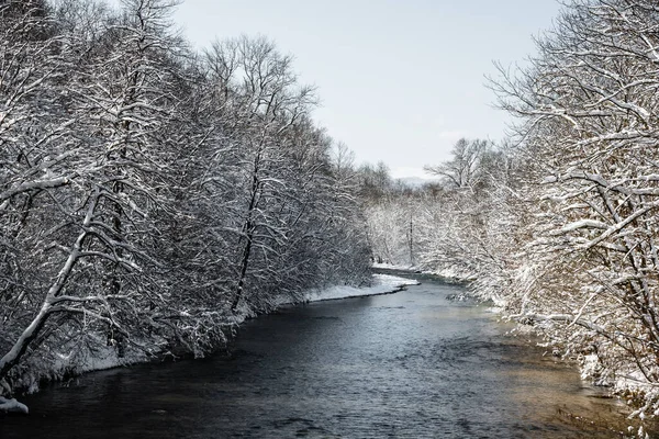 Zimowy Poranek Lesie Drzewa Śniegu Słoneczny Poranek Błękitne Niebo — Zdjęcie stockowe