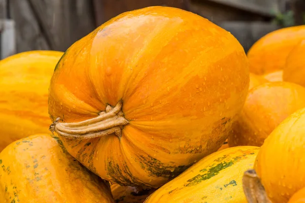 Zucche Decorative Arredamento Halloween Raccolta Decorazione Del Giardino — Foto Stock