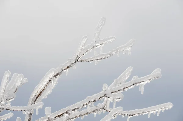 Ramo Árvore Após Tempestade Gelo Inverno — Fotografia de Stock