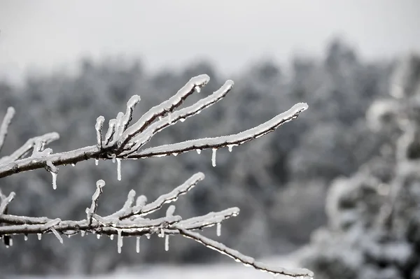 Ast Nach Winterlichem Eissturm — Stockfoto