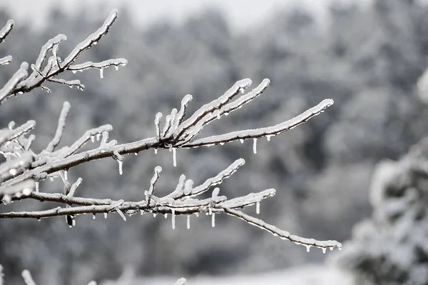 Ast Nach Wintersturm Pflanzen Mit Eiskristallen — Stockfoto