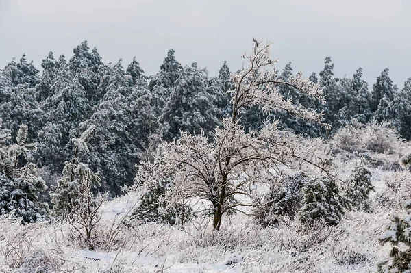 Tree Branch Winter Ice Storm Spruce Ice Crystals — Stock Photo, Image