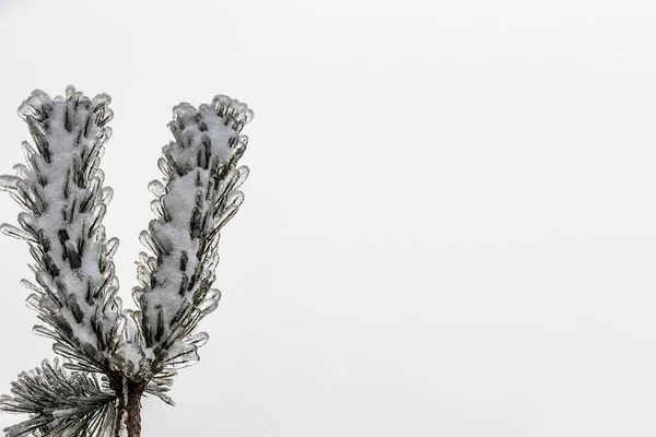 Ветка Деревьев После Зимнего Ледяного Шторма Ель Кристаллами Льда Пространство — стоковое фото