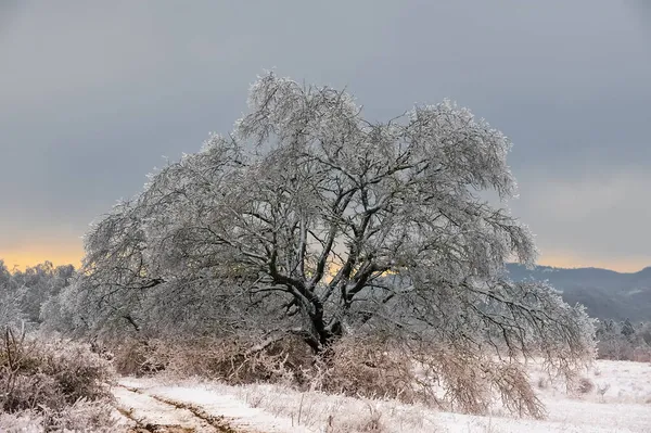 Ramo Árvore Após Tempestade Gelo Inverno Plantas Com Cristais Gelo — Fotografia de Stock