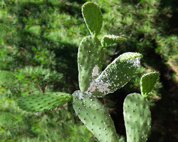 유칼립투스에 손상된 식물들 식물의 — 스톡 사진
