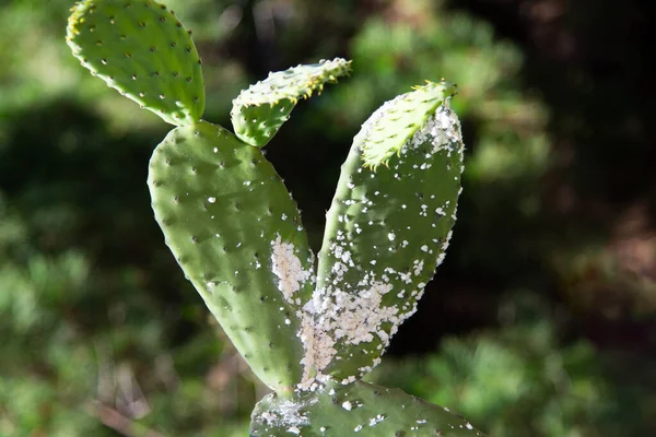 Mealybug yüzünden hasar gören bitkiler. Çeşitli bitkilerin tehlikeli bir baş belası.