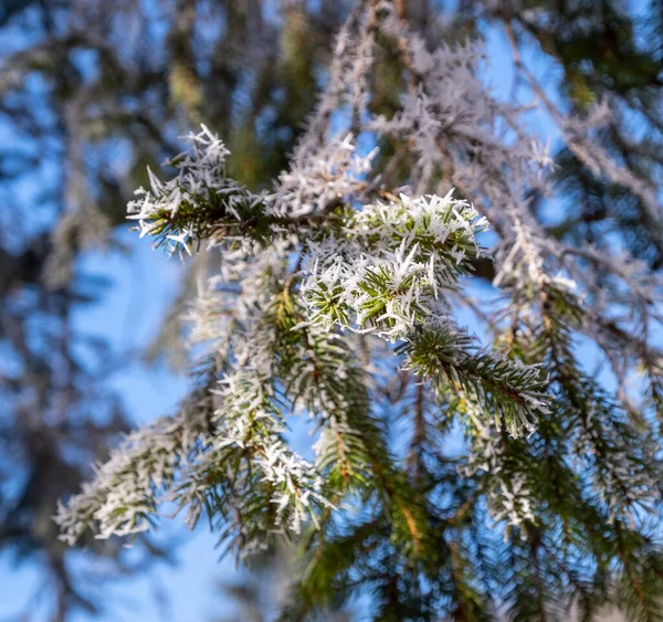 Tree Branch Covered White Needles Hoarfrost Beautiful Winter Landscape Slovenia — 图库照片