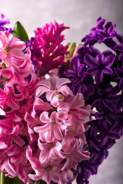 Πολύχρωμα Λουλούδια Υάκινθου Μωβ Υάκινθος Οριενταλής Πολύχρωμη Μίξη Υάκινθοι Της — Φωτογραφία Αρχείου