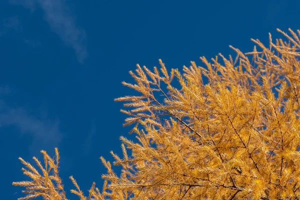 Žlutá Modřínová Větev Podzim Zblízka Modřínové Větve Žlutými Jehlami — Stock fotografie