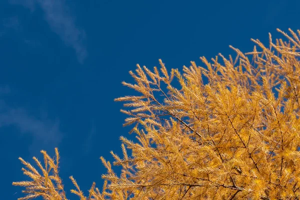 Mélèze Jaune Automne Gros Plan Branche Mélèze Avec Aiguilles Jaunes — Photo