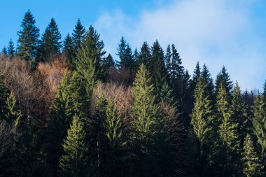 Dağ yamaçları çam ormanlarıyla kaplı.