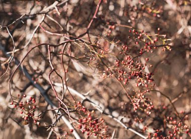 Ağaçta olgun kırmızı kalçalar, yakın plan, derin alan.