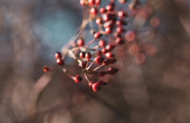 Ağaçta olgun kırmızı kalçalar, yakın plan, derin alan.