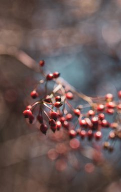 Ağaçta olgun kırmızı kalçalar, yakın plan, sığ alan derinliği. Metin için boşluk