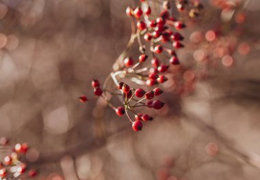 Ağaçta olgun kırmızı kalçalar, yakın plan, derin alan.