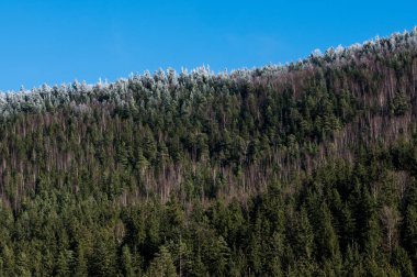 Dağ yamaçları çam ormanlarıyla kaplı.