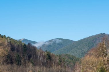 Dağ yamaçları çam ormanlarıyla kaplı.