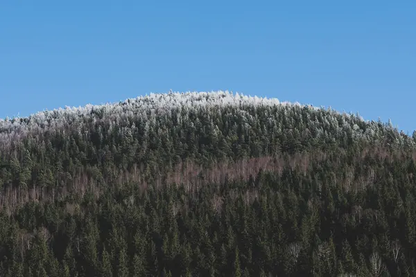 Mountain Slopes Covered Pine Forests — Zdjęcie stockowe