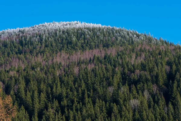 Carpathian Forest Mountain Slopes Covered Pine Forests — Zdjęcie stockowe