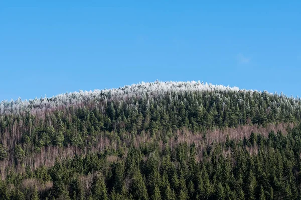 Mountain Slopes Covered Pine Forests — Stock Photo, Image