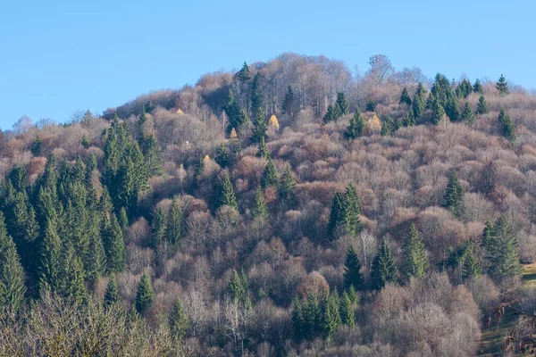 Bergsluttningarna Täckta Med Tallskog — Stockfoto