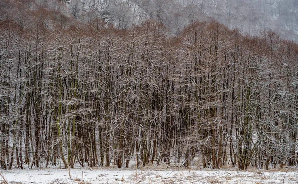 Forêt Feuilles Caduques Dans Les Montagnes Temps Hiver — Photo