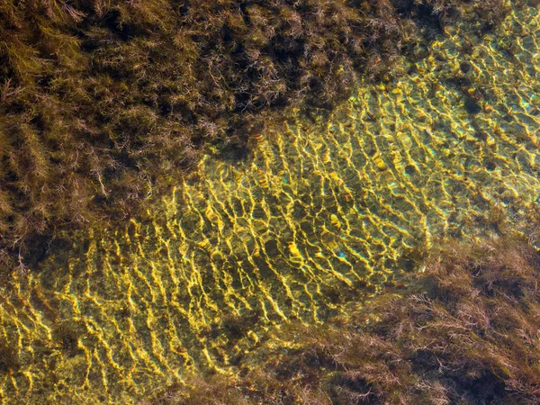 Pedras Com Algas Verdes Água Mar Límpida — Fotografia de Stock