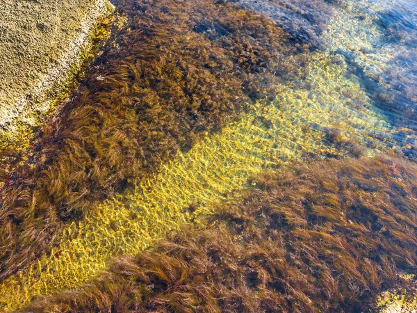 Algas Verdes Água Mar Musgo Mar Uma Rocha Balançando Água — Fotografia de Stock