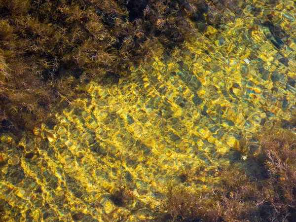 Algas Verdes Agua Mar Musgo Mar Sobre Una Roca Balanceándose —  Fotos de Stock