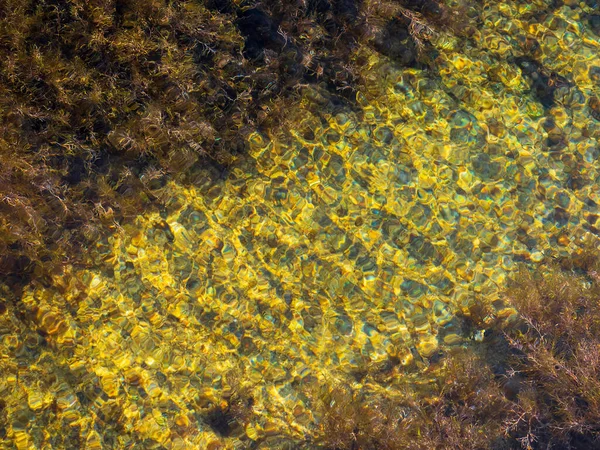 Piedras Con Algas Verdes Agua Mar Clara —  Fotos de Stock