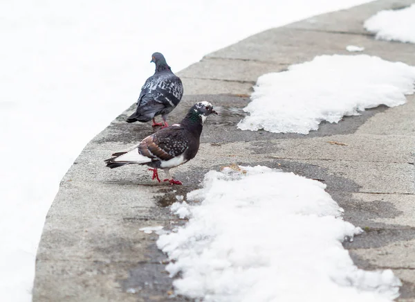 Pigeons Dans Parc Hiver Recherche Nourriture — Photo