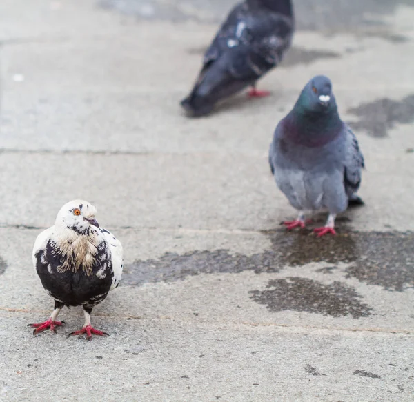 Palomas Parque Invierno Busca Comida —  Fotos de Stock