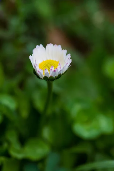 Daisy Close Fundo Verde — Fotografia de Stock