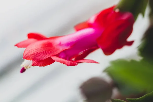 Red Blooming Christmas Cactus Zygocactus Schlumbergera Selective Focus Space Text — Stock Photo, Image