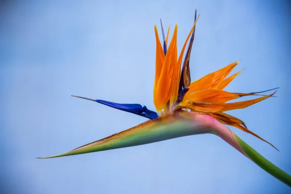 stock image Strelitzia Reginae blossom. Colorful flowers Bird of Paradise blossom