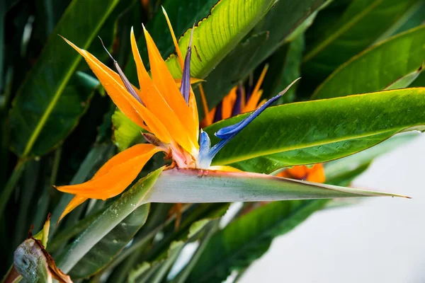Strelitzia Reginae Bloeien Kleurrijke Bloemen Paradijsvogel Bloesem — Stockfoto