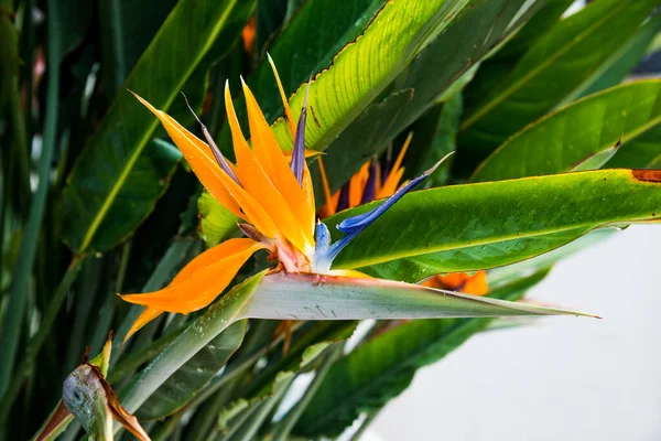 Flor Strelitzia Reginae Flores Coloridas Pájaro Del Paraíso —  Fotos de Stock