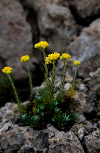 Filifoliumblomster Stein Sommertid – stockfoto