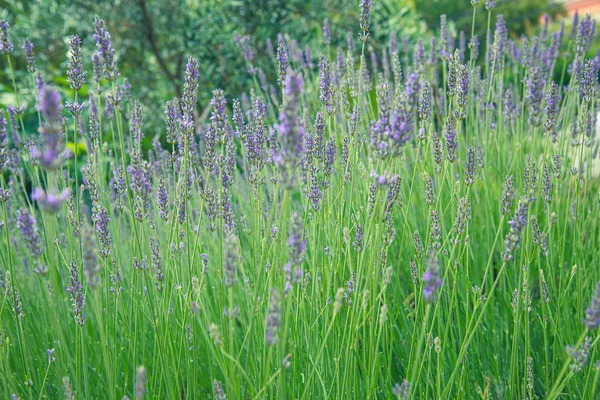 Beautiful Lavender Flower Summer Selective Focus — Stock Photo, Image