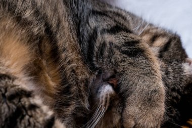 Kedi uyurken pençesiyle yüzünü kapatır. Ulusal Uyku Günü