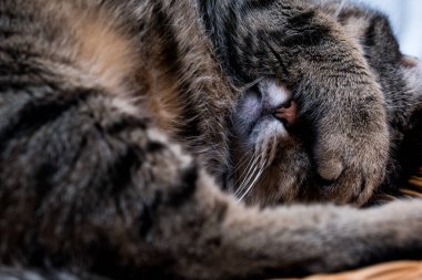 Kedi uyurken pençesiyle yüzünü kapatır. Ulusal Uyku Günü