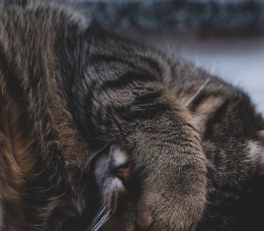 Kedi uyurken pençesiyle yüzünü kapatır. Ulusal Uyku Günü