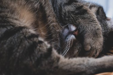 Cat covers face with his paw when he is sleeping